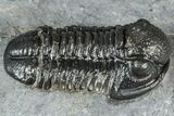 Detailed Gerastos Trilobite Fossil - Morocco #363951-1